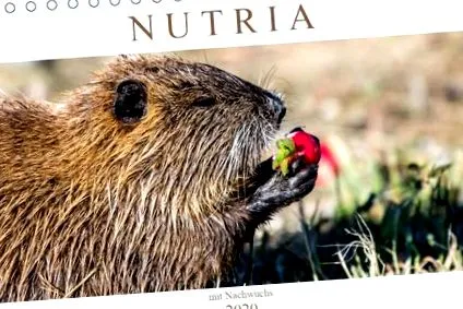 nutria calendar