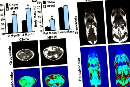 protocolului analiza