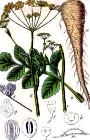 pastinaca