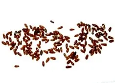 psyllium