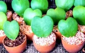 plantura plantura