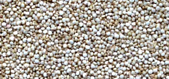 quinoa Chenopodium