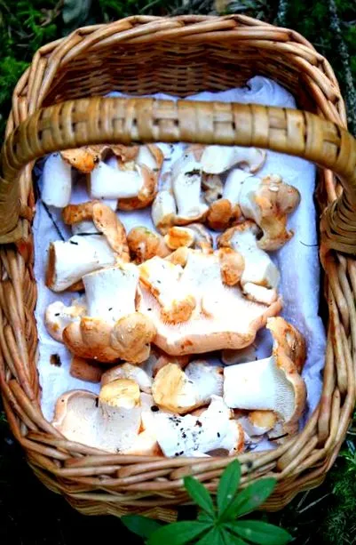 ciuperci