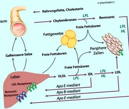 lipid