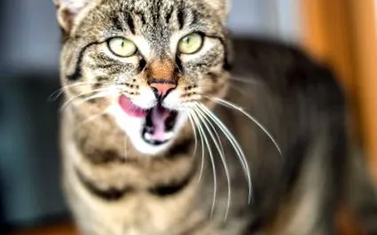 pawsitive