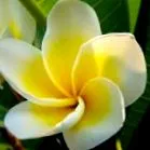 SunGold Picture