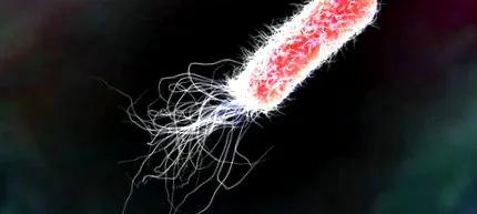infecția