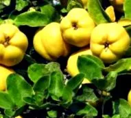 birsalma annak