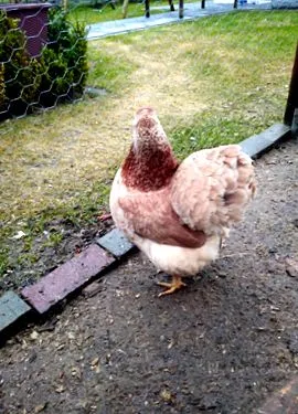 vérhas