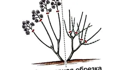 пинк hydrangea