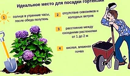 hydrangea квин