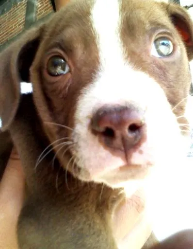 pitbull