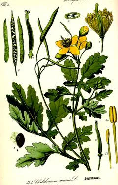 celandine