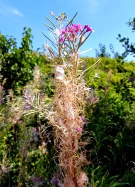fűzfa