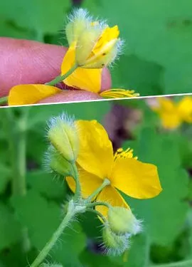 celandine