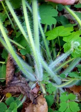 celandine