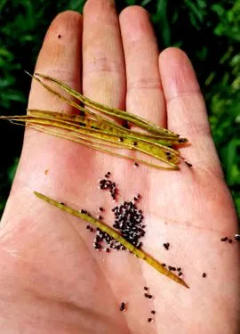 această