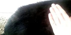 câine