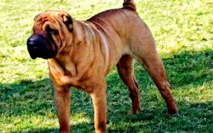 shar-pei