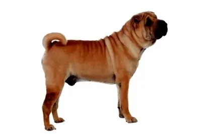 câine