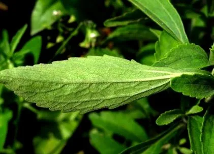 glicozidele steviol