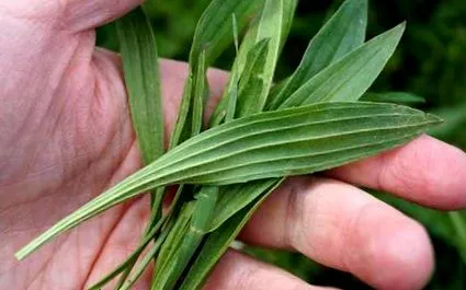 ribwort