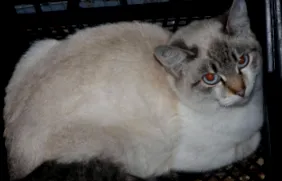 animивотните