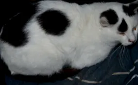 animивотните