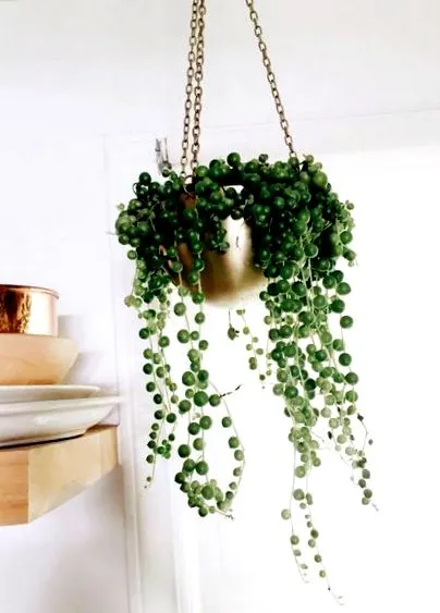 Senecio Rowleyanus