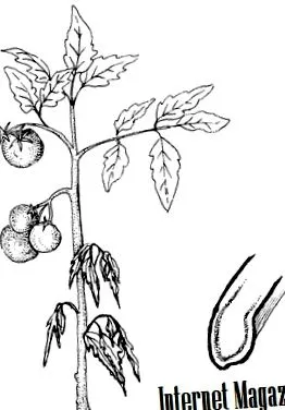 fără