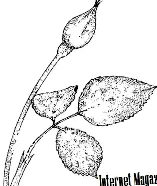 bolilor