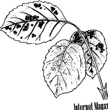 fără