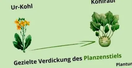 urkohl schimbat