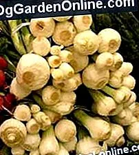 vegetáriánus