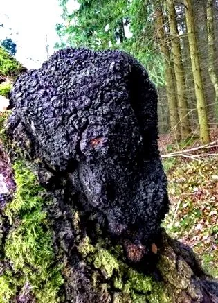 schist