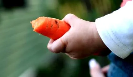 vegan