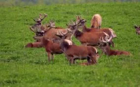 animalele vară