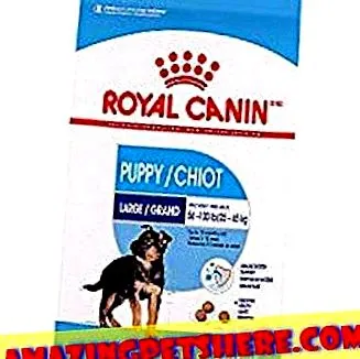 pentru