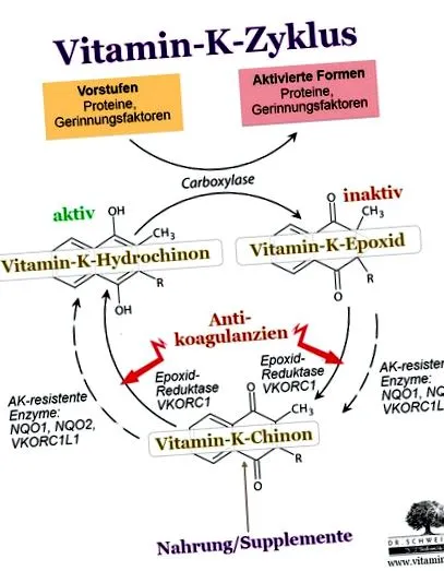 k2-vitamin