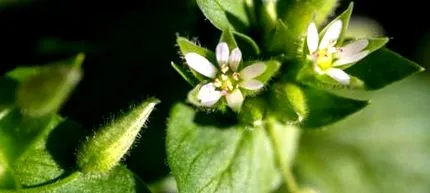 stellaria