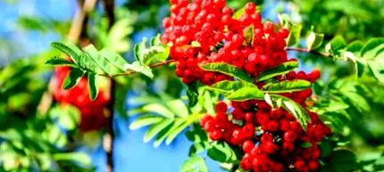 rowanberry
