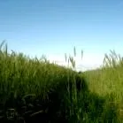 búza