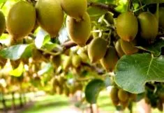 kiwi