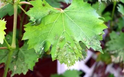 combate