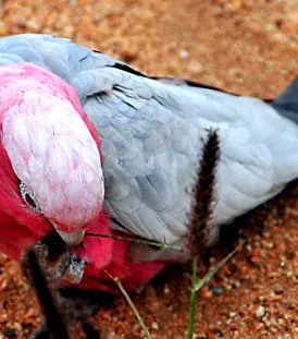 galahs