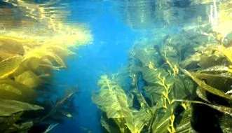 Macrocystis pyrifera