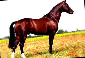 райдният