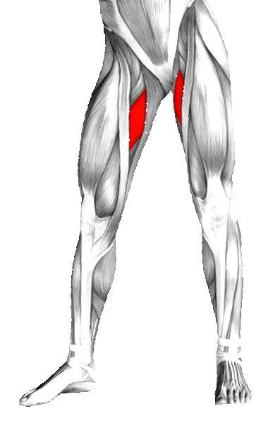 adductor