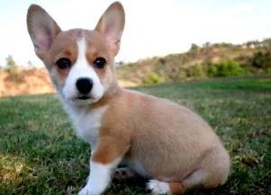 corgi