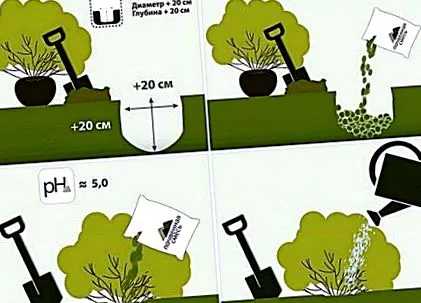 hortensiile